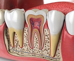 a 3D illustration of the interior of a tooth