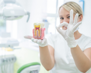 a dentist holding a model showing the root canal process